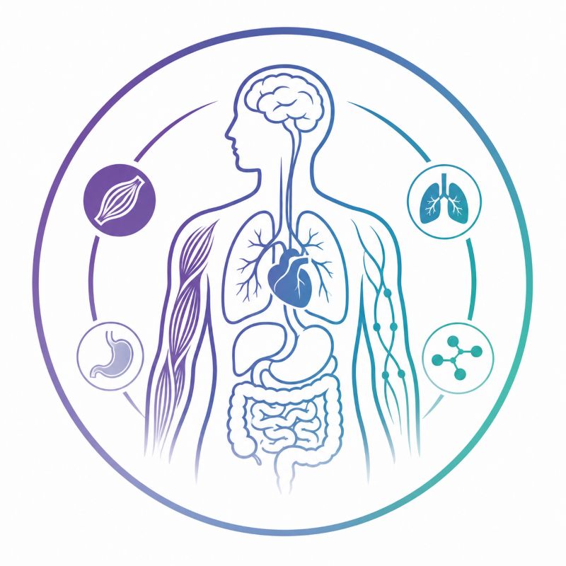 Icône représentant les systèmes du corps humain étudiés dans la méthode Kinémotion®, illustrant les principaux systèmes anatomiques et physiologiques du corps.